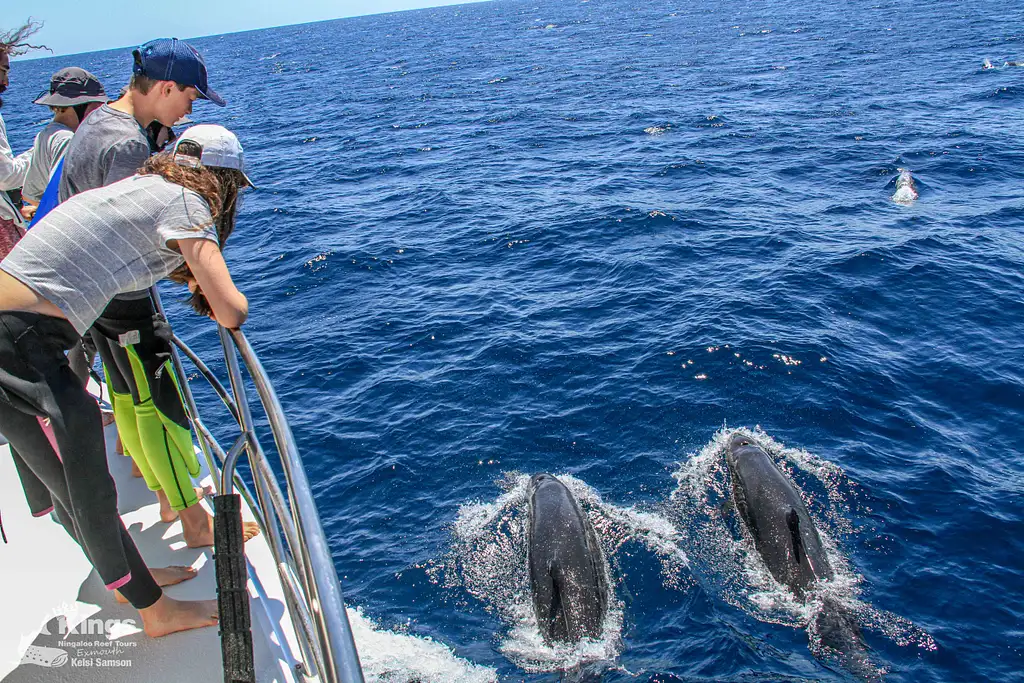 Whale Shark Snorkelling Adventure Tour (March-July) | Departing Exmouth