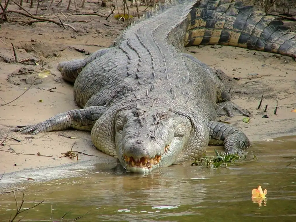 2 Day Cape Tribulation Tour From Cairns