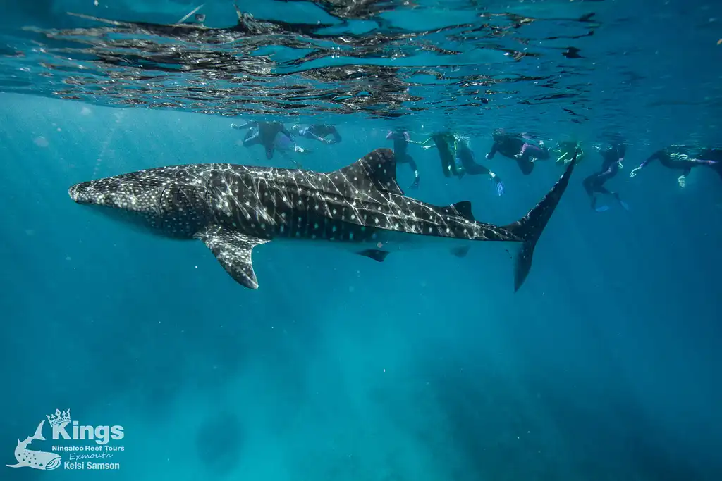 Whale Shark Snorkelling Adventure Tour (March-July) | Departing Exmouth