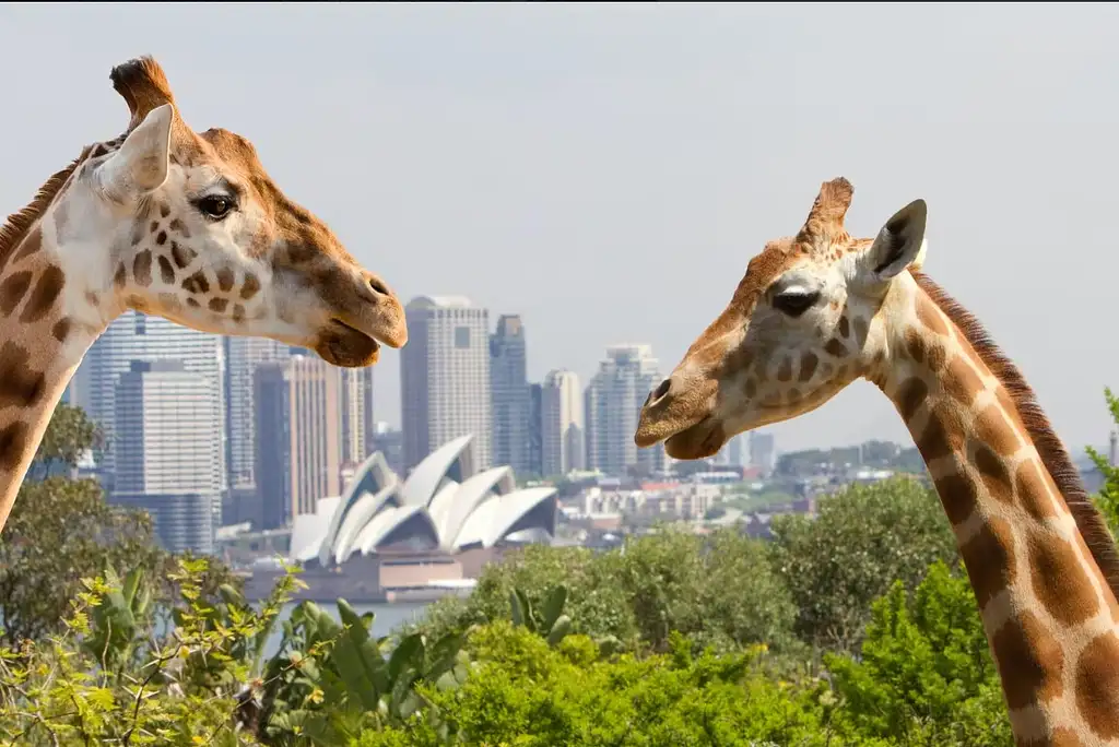 Taronga Zoo Direct Ferry Pass + Zoo Entry