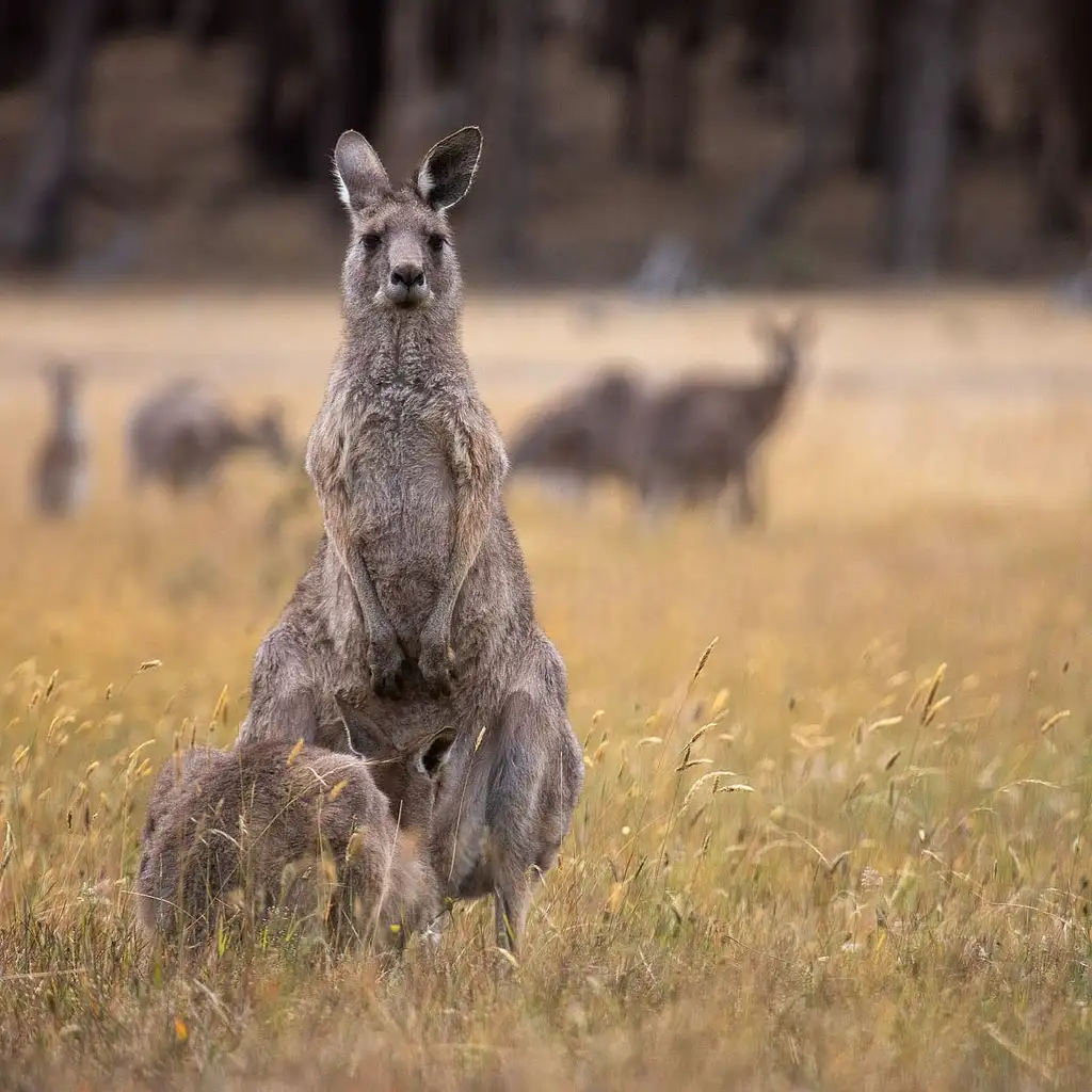 2 Day Great Ocean Road and Wildlife Tour for Backpackers aged 18-35