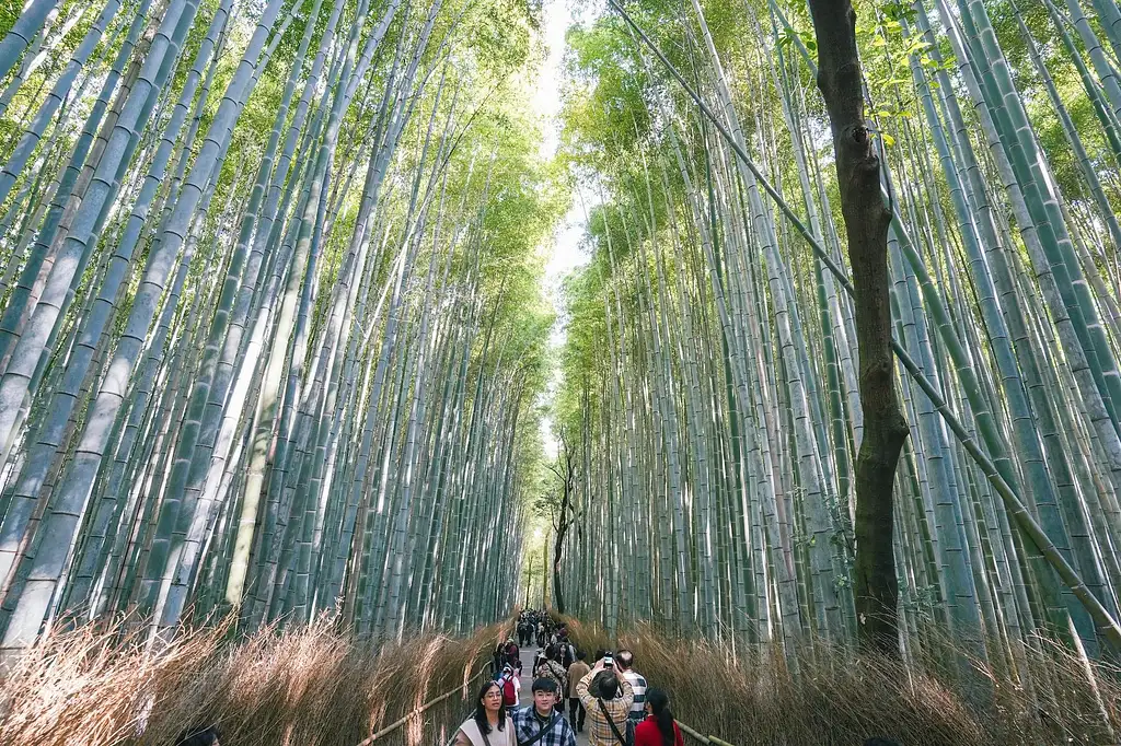 Kyoto Arashiyama Bamboo forest & Garden Half-Day Walking Tour