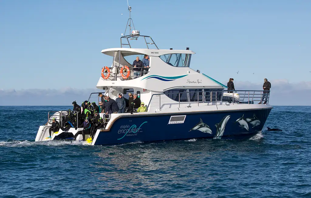 Dolphin Encounter In Kaikoura | Swim or Spectator Options