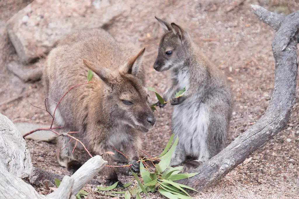 Wineglass Bay Day Tour From Hobart