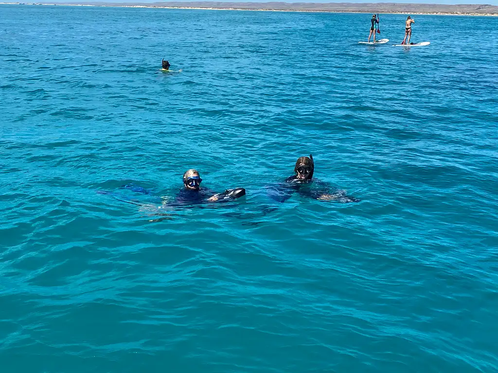 Whale Shark & Whale Watching Eco Tour - Ningaloo Reef (Aug-Oct)