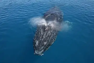 Noosa Whale Watching