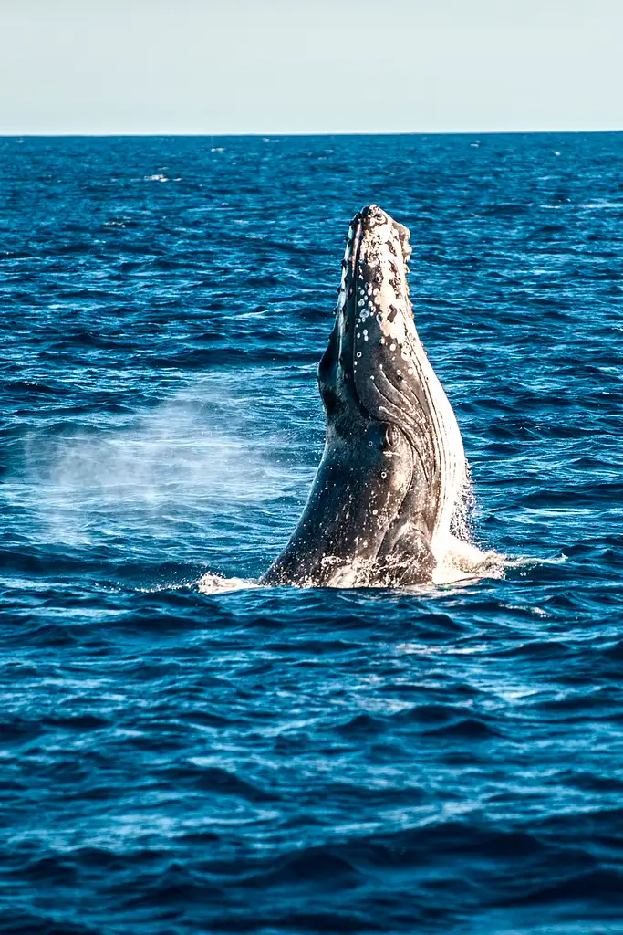 Sunshine Coast Swim with Whales