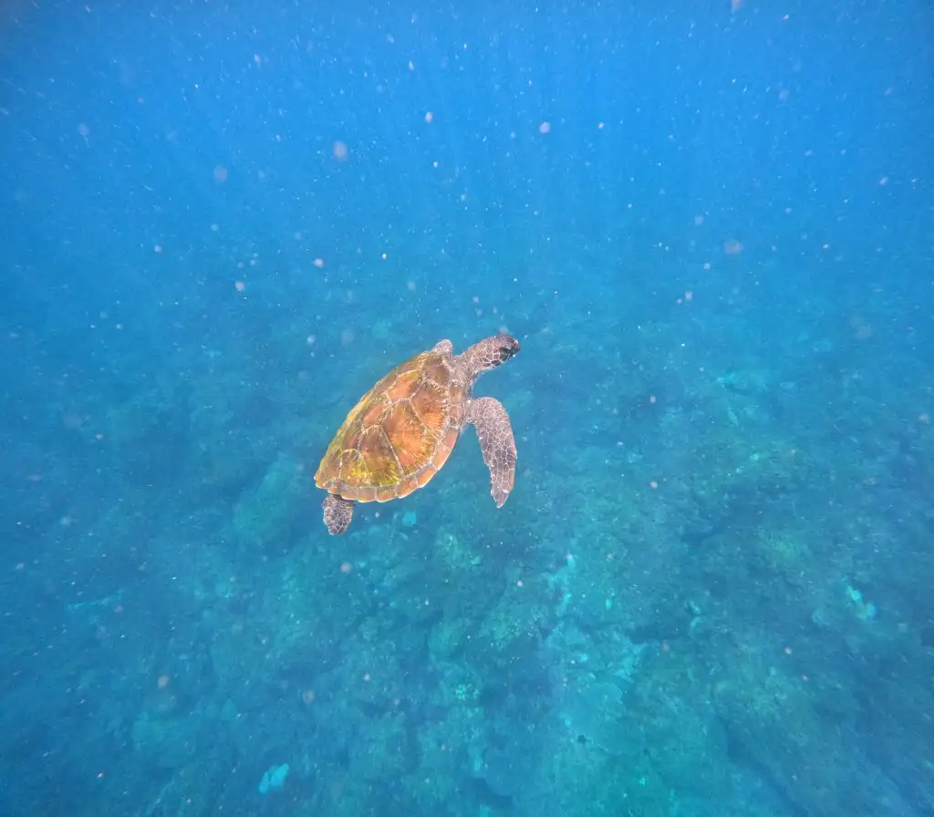 Swim with Turtles Gold Coast | Gold Coast Snorkel