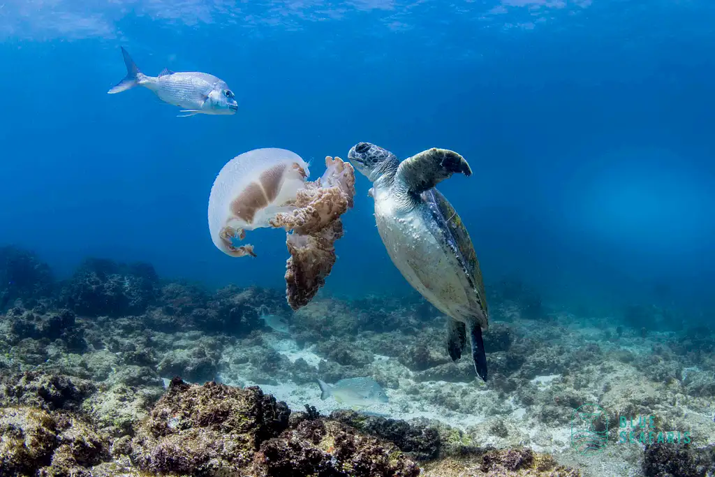 Snorkel with Turtles | Byron Bay Julian Rocks