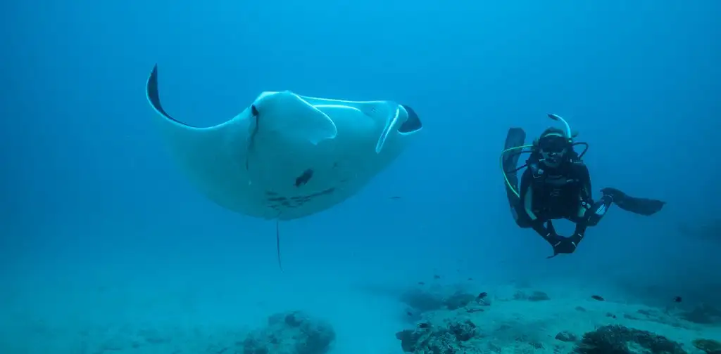 Dive The Ningaloo Reef | Certified & Non-Certified Options | Departing Exmouth