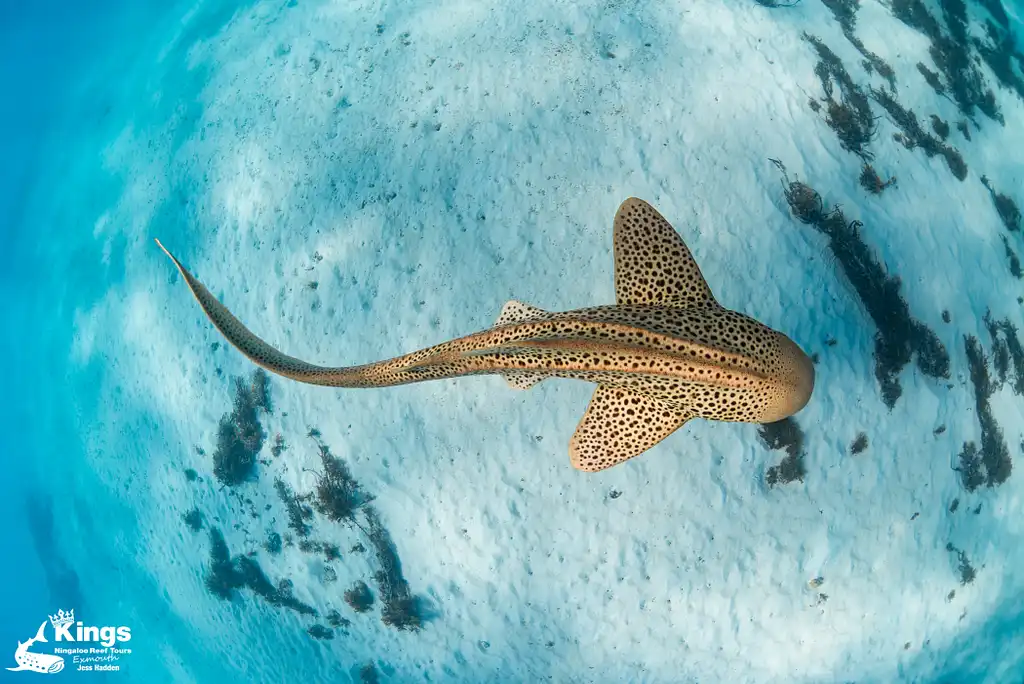 Whale Shark & Humpback Whale Eco Tour (Aug-Sept) | Departing Exmouth