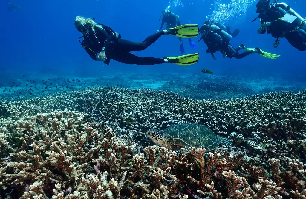 Flinders Reef Dive Trip - Sunshine Coast