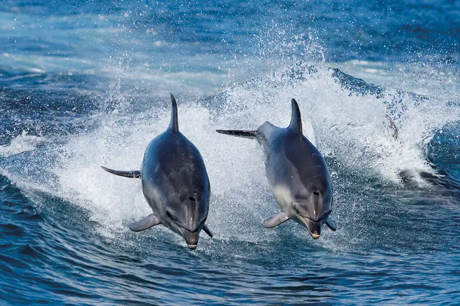 Bruny Island Full Day Tour From Hobart | Bruny Island Cruise