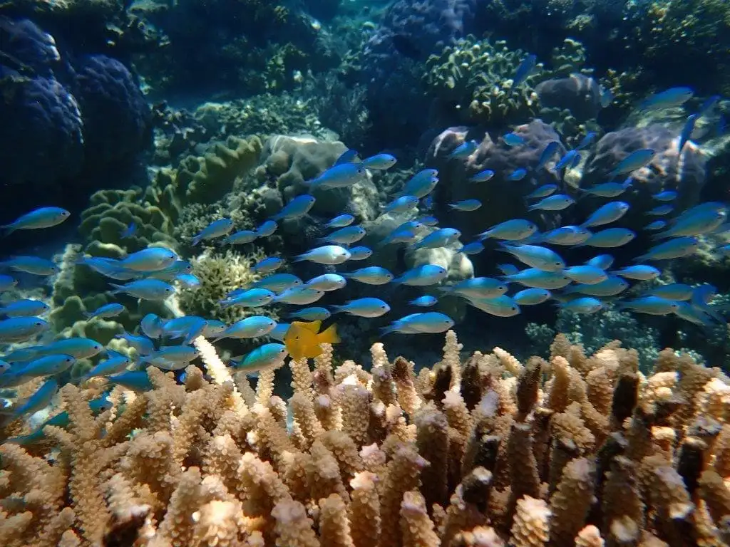 Outer Reef Mackay Cay Luxury Cruise