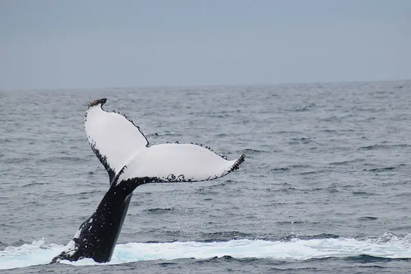 Dunsborough Whale Watching