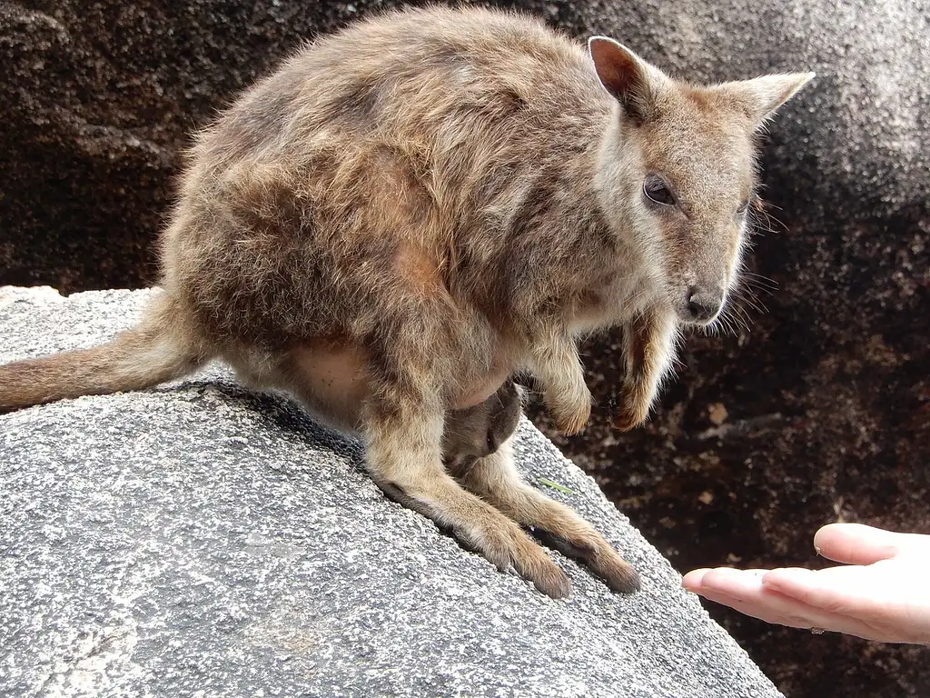 Full Day Magnetic Island Tour | Best Maggie Island Tours