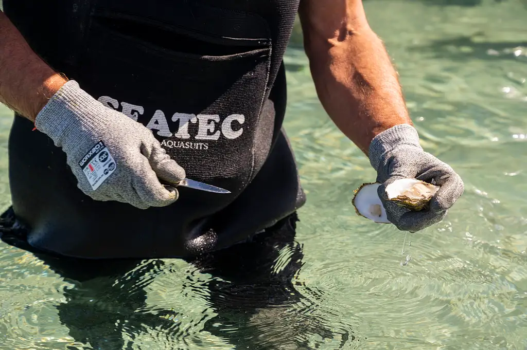 Coffin Bay Oyster Farm & Bay Tour