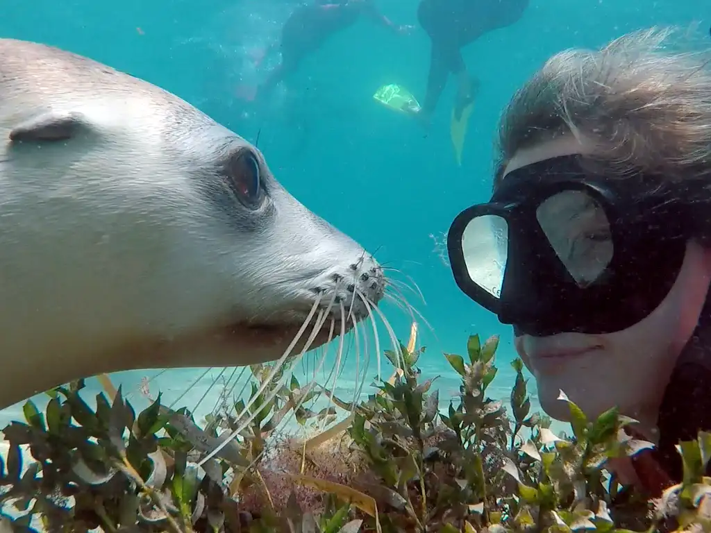 Swim with the Sea Lions - Port Lincoln