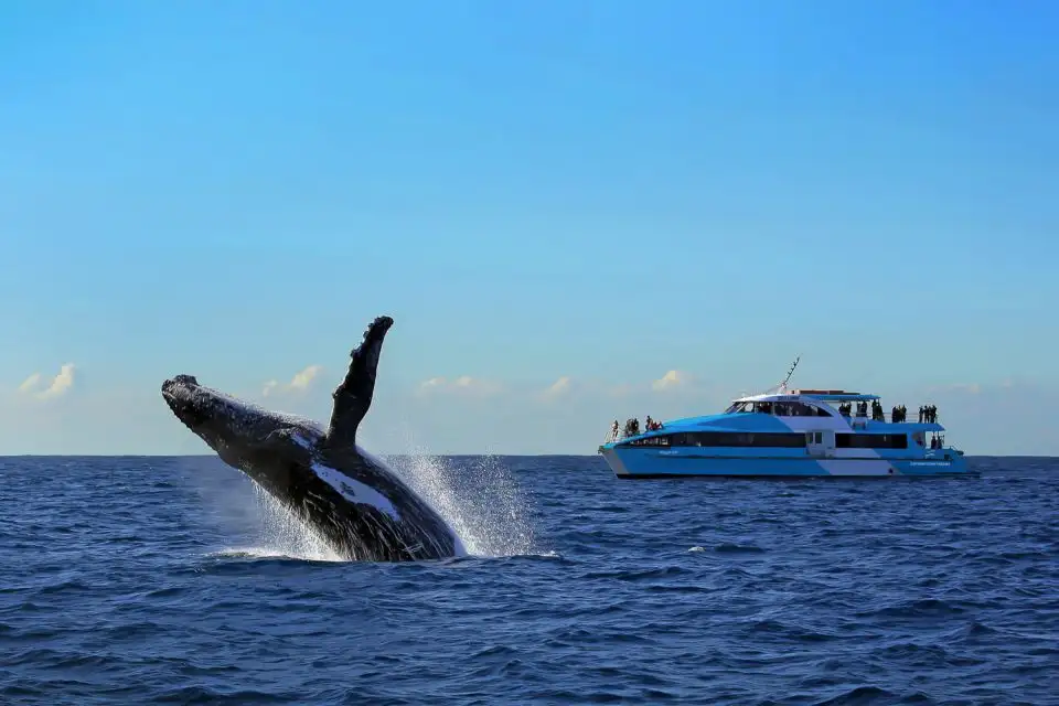 Sydney Whale Watching Tour - Circular Quay departure