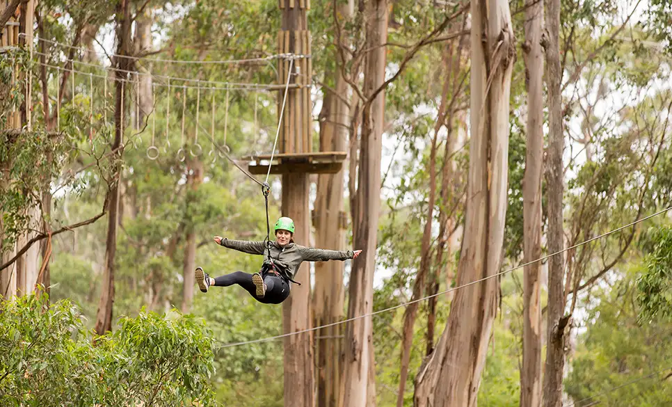 Lorne Super Circuit Treetop Adventure