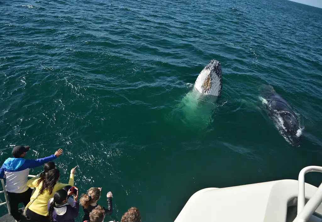 Whale Watching Tour From Perth