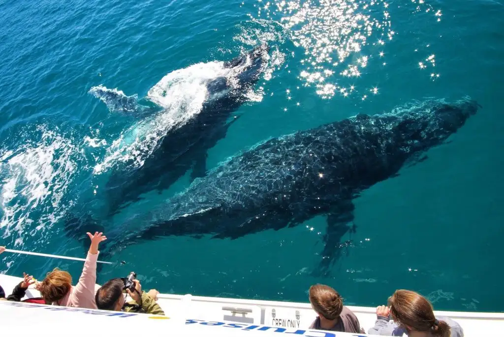 Hervey Bay Whale Watching Cruise | Family Friendly + Wheelchair Accessible