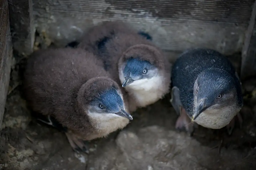 Bicheno Penguin Tour