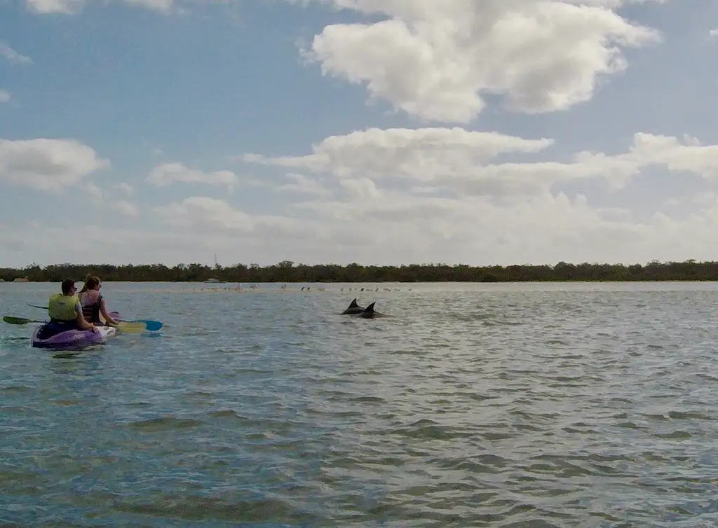 Broadwater Dolphin Kayaking & Snorkeling Tour