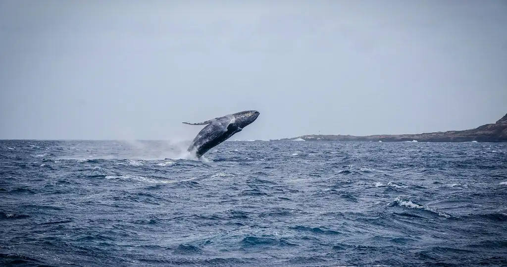 Wild Humpback Whales Tour with Flower Ceremony | Oahu