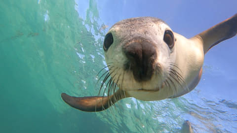 Swim with Sea Lions - Jurien Bay Marine Park | Backpacker Deals