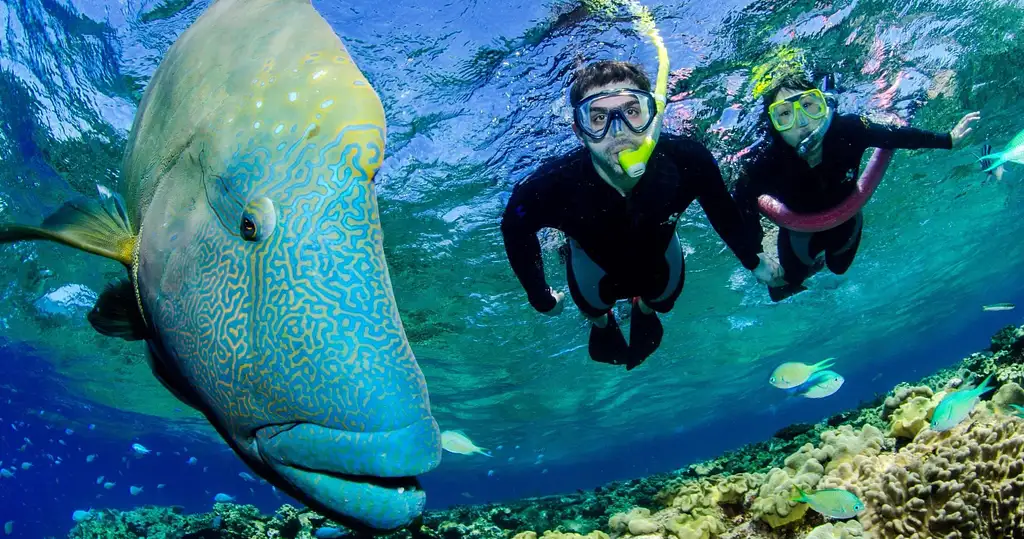 Outer Reef Guided Snorkelling from Port Douglas  - Maximum 12 people