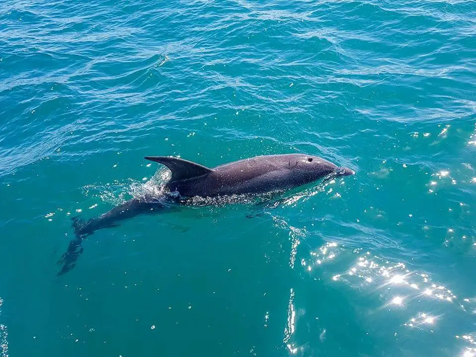 Dolphin and Seal Watching Eco Boat Tour - Mornington Peninsula