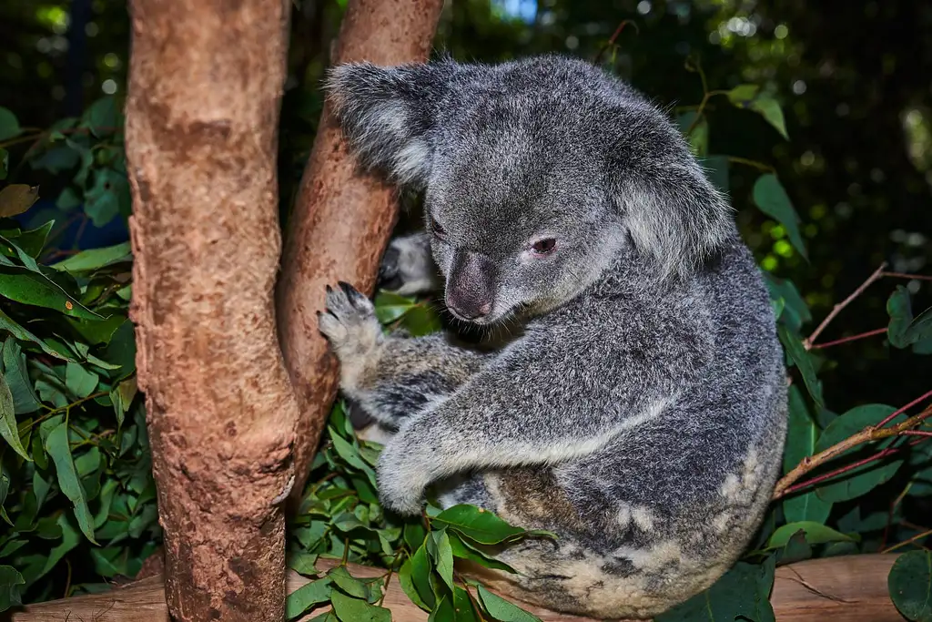 Hartley's Crocodile Adventures | Breakfast with the Koalas