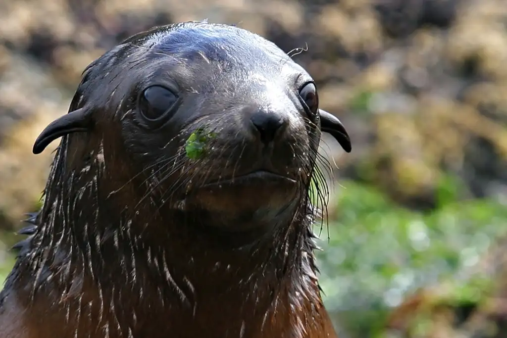 Phillip Island Seal Watching Cruise