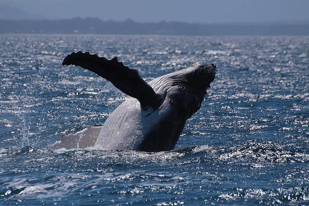 Jervis Bay Whale Watching Tour