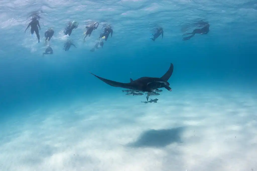 Ningaloo Reef Manta Ray Day Tour | Departing Coral Bay