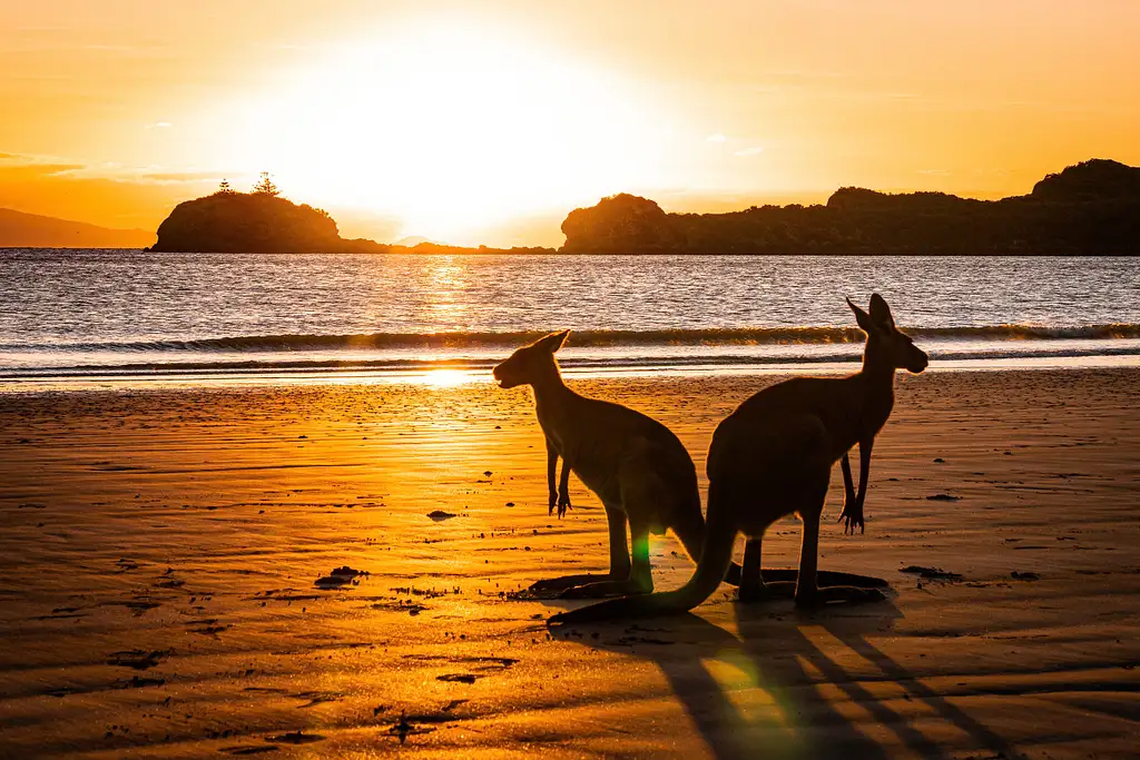 Casuarina Beach Sunrise With Wallabies