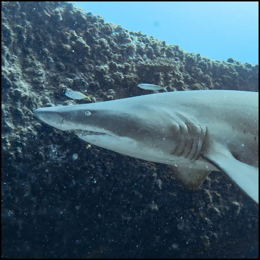 Grey Nurse Shark Reef Double Dive