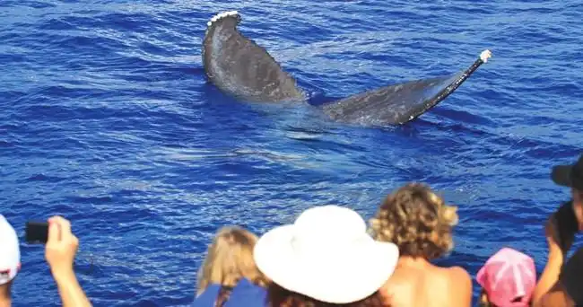 Hervey Bay Ultimate Whale Watch - Small Group EcoTour