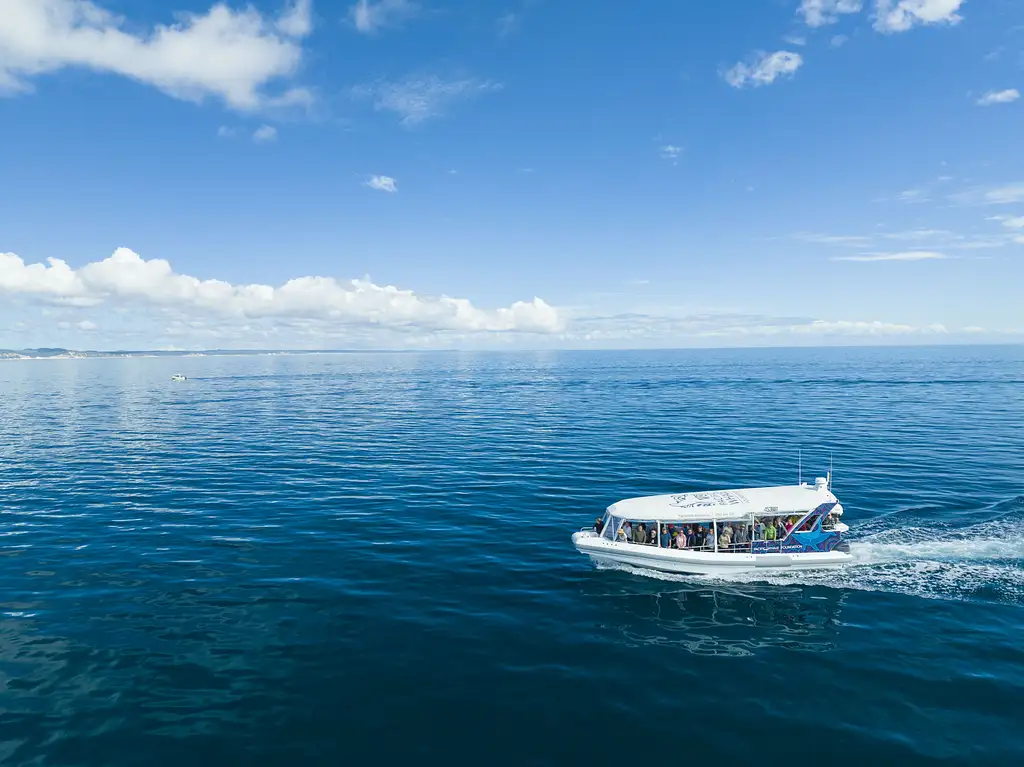 Hervey Bay Ultimate Whale Watch EcoTour (guaranteed sightings start 15 Jul - 9 Oct 2025)