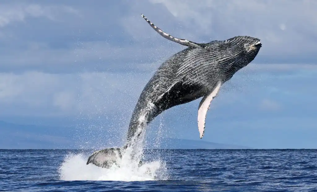 Sydney Whale Watching Experience - Small group