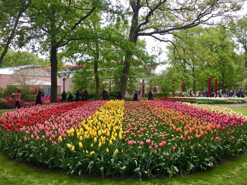 Tulips and windmills small-group tour with Keukenhof skip-the-line ticket