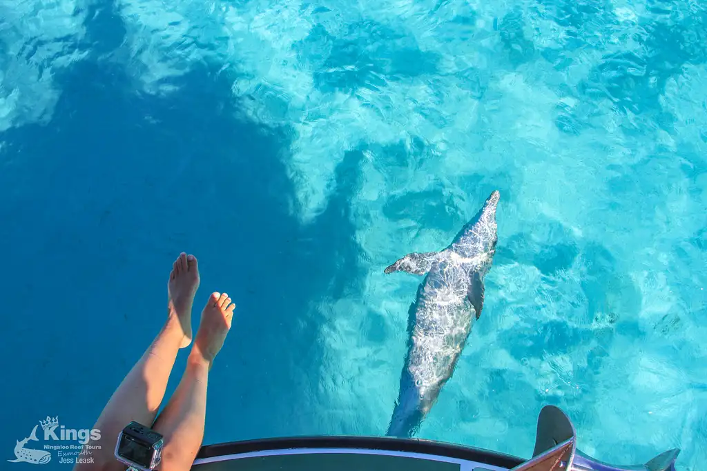 Whale Shark Snorkelling Adventure Tour (March-July) | Departing Exmouth