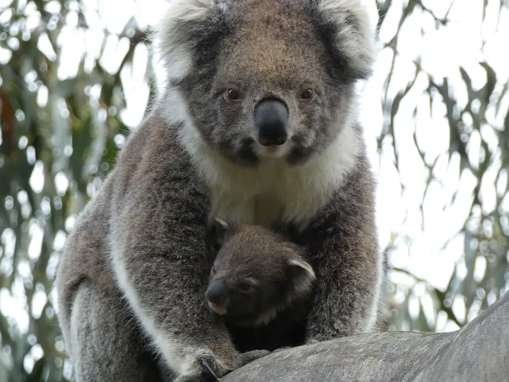 2 Day Great Ocean Road and Wildlife Tour for Backpackers aged 18-35