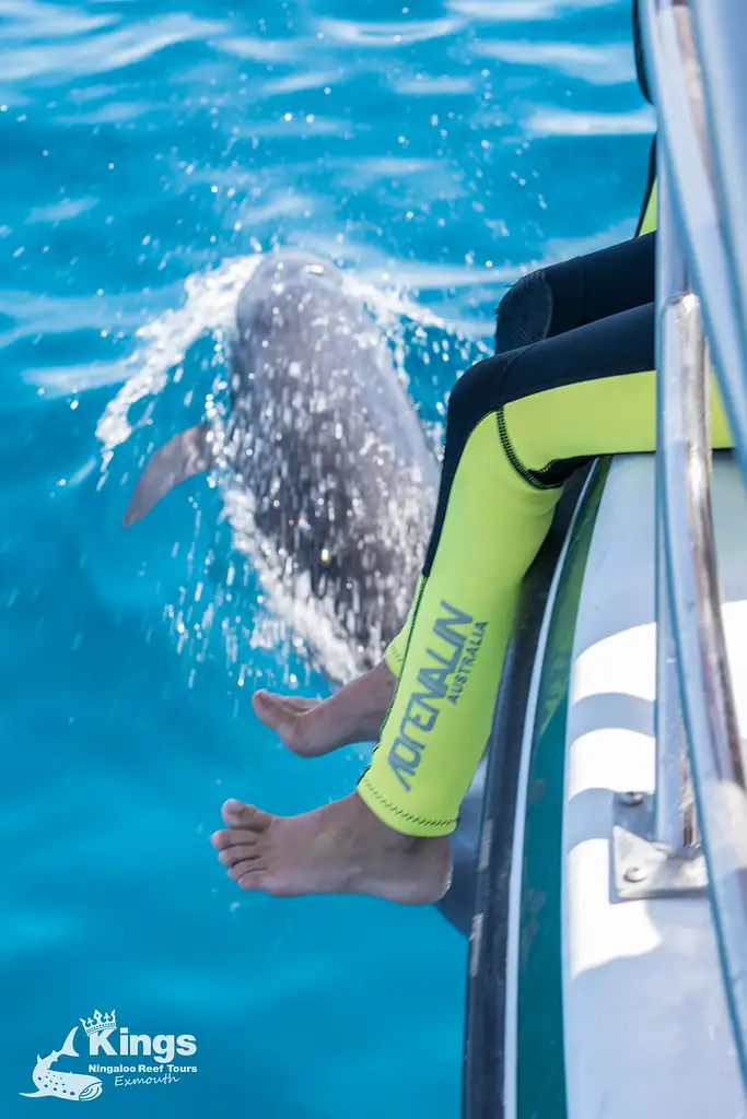 Whale Shark & Humpback Whale Eco Tour (Aug-Sept) | Departing Exmouth