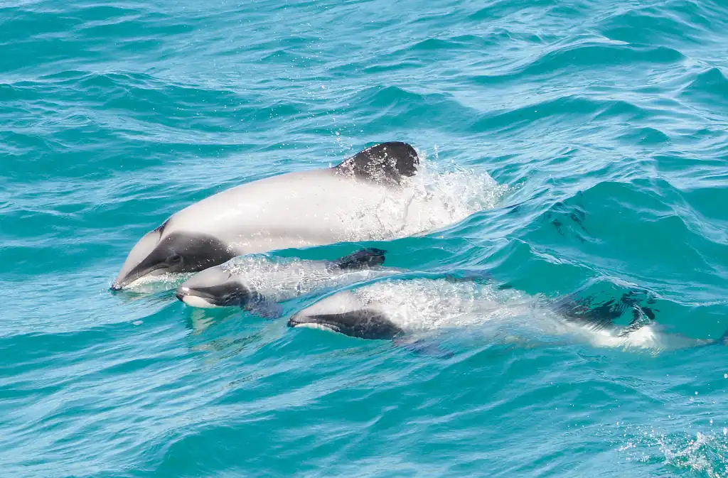 Akaroa Dolphins Harbour Nature Cruise