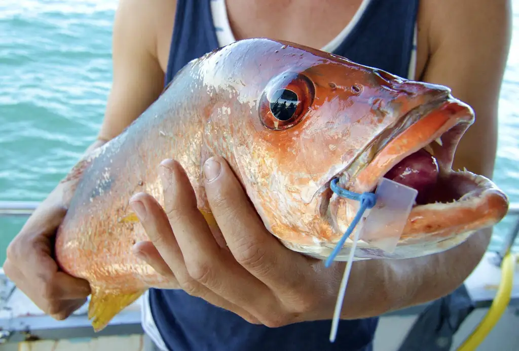 Deep Sea Fishing Charter Mooloolaba