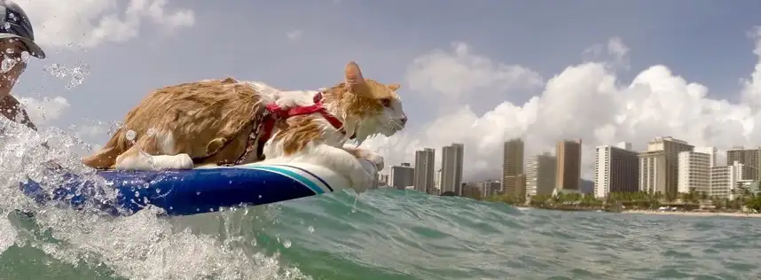 Cool Cat Surfing