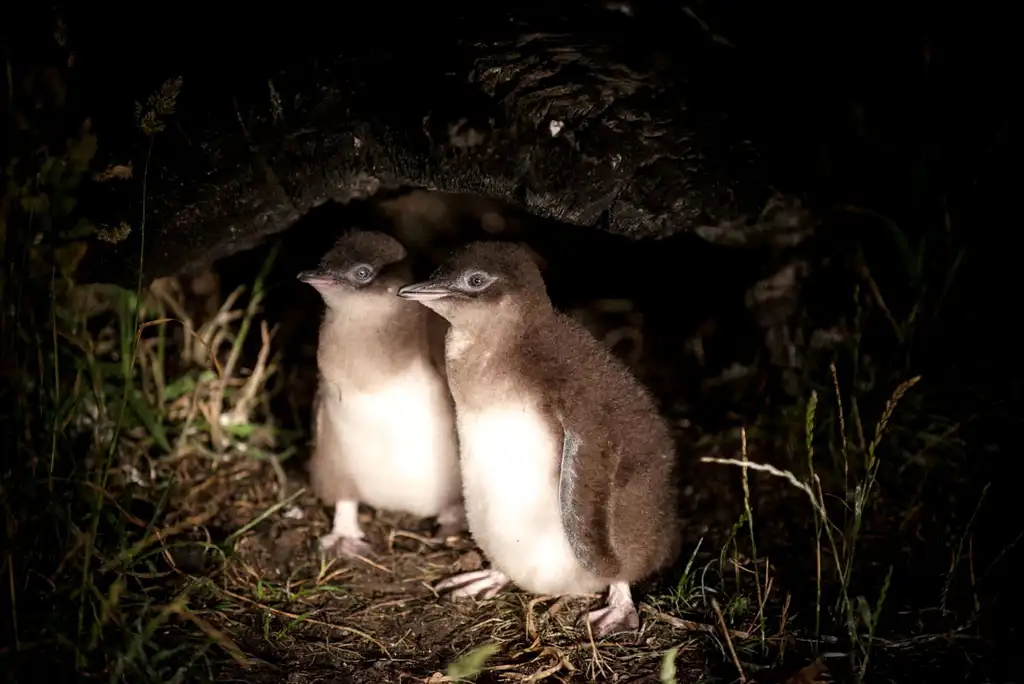 Bicheno Penguin Tour