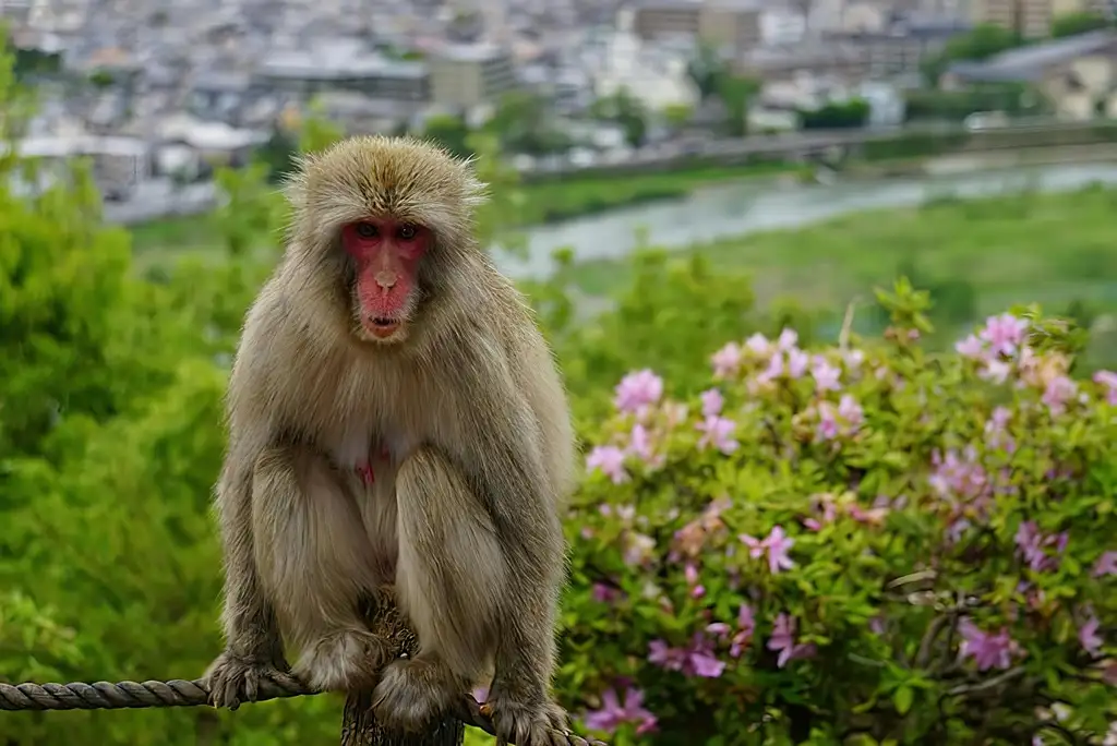 Arashiyama Highlights Walking Tour With Bamboo Forest And Monkey Park